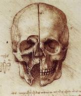skull drawing by Leonardo Da Vinci