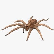 Animated Spider