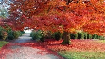 autumn trees with red leaves in the park