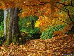 orange autumn leaves forest