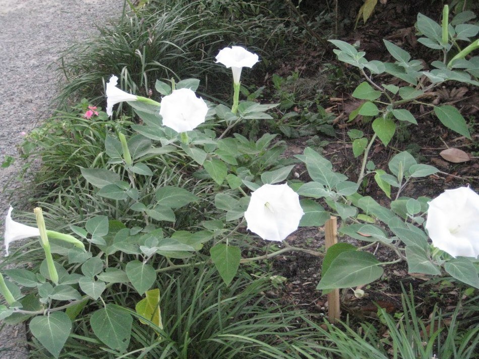 Trumpet Plant photo