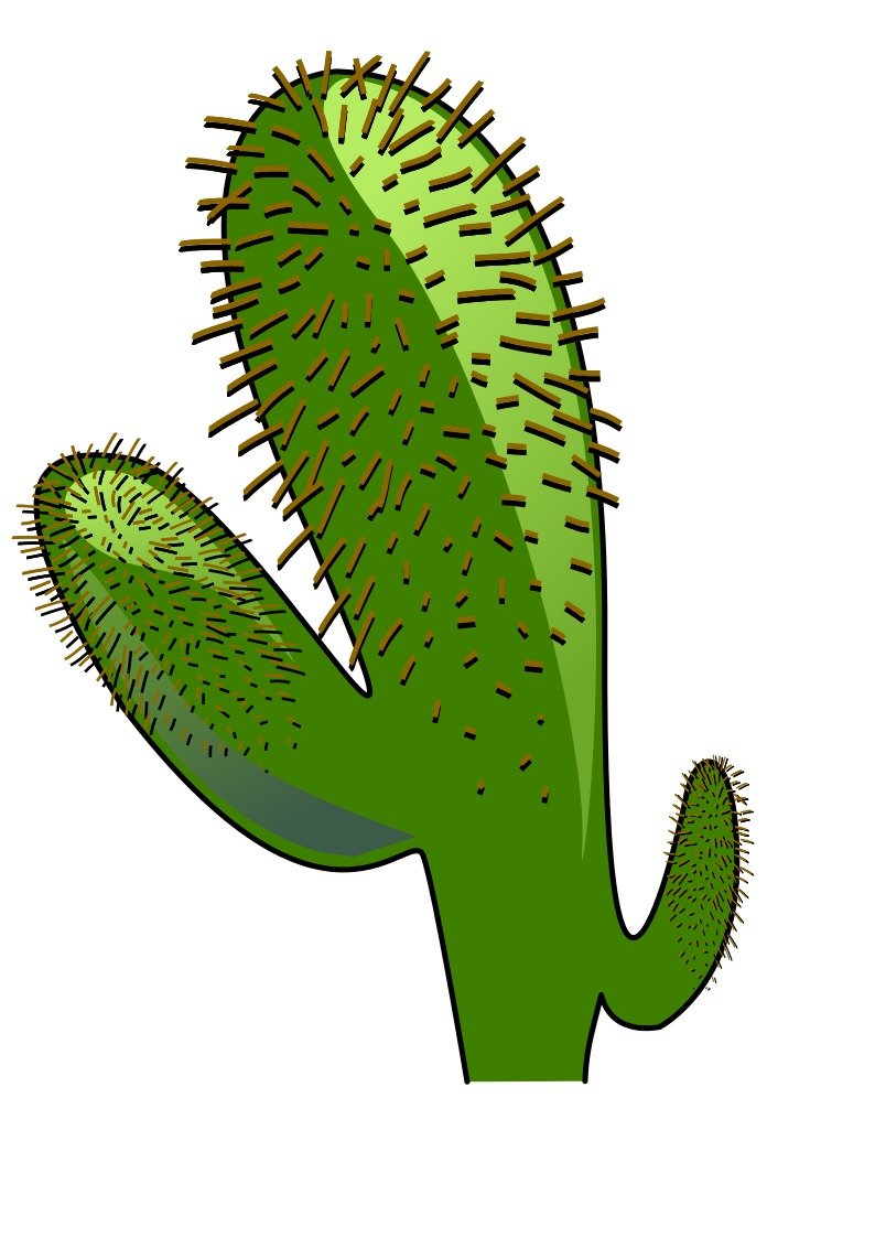 Cartoon Cactus drawing