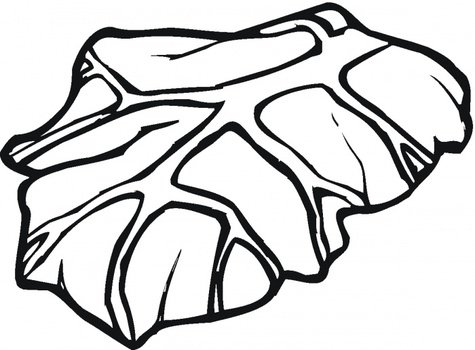 Lettuce Coloring Page N2