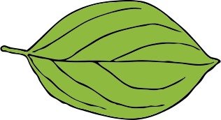 Oval Leaf 2 By Johnny Automatic The Principles Of Design G
