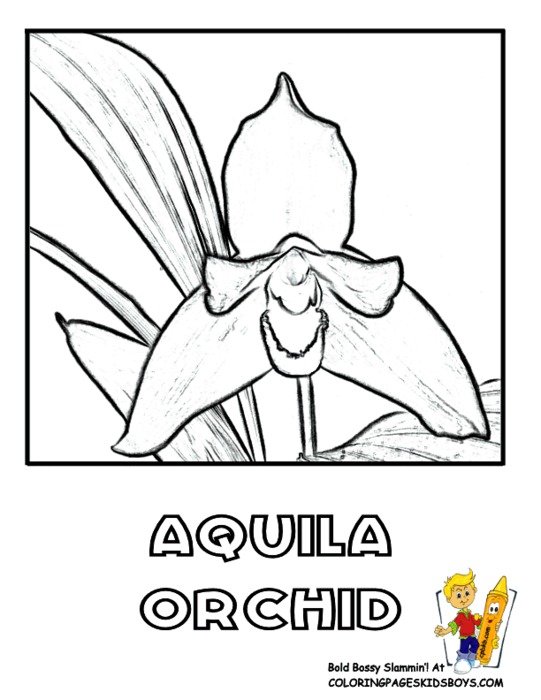 Orchid Flower Coloring Pages