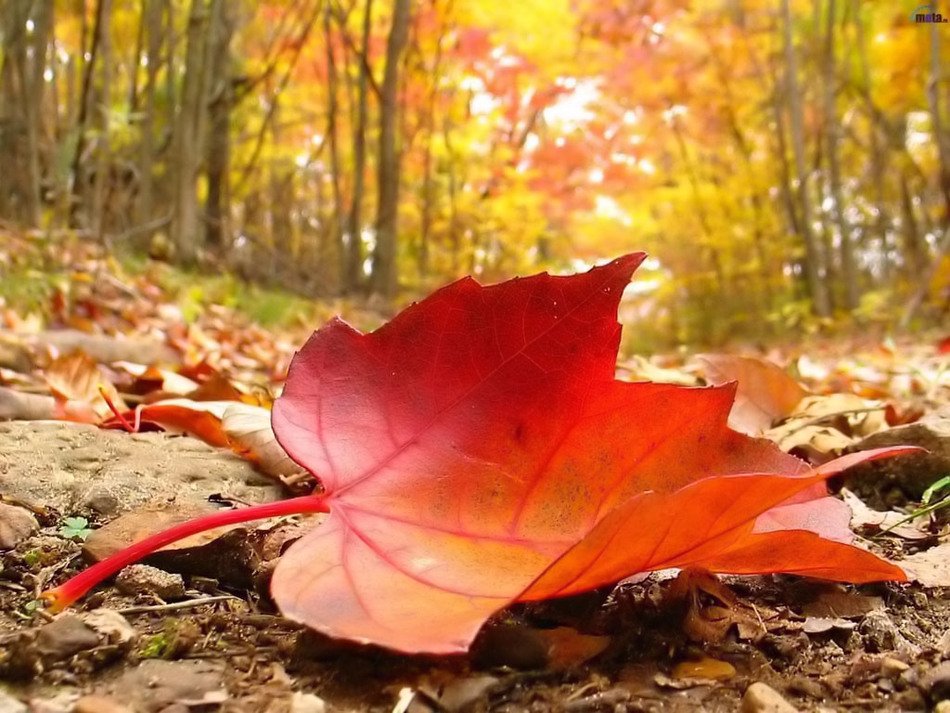red leaves photo
