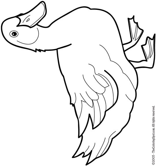 Mallard Duck Coloring Pages N2 free image download