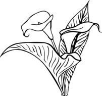 Calla Lily Drawing