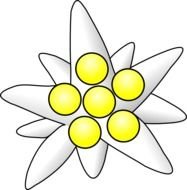 Edelweiss Flower Clip Art drawing