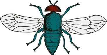 Cartoon Fly Clip Art drawing