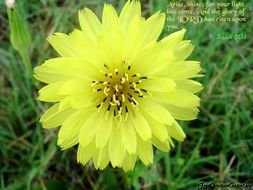 wallpapers with Isaiah quote