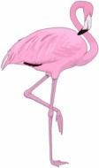 clipart of painted pink leggy flamingo on a white background