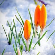 Yellow Crocus In Snow Early Spring