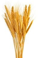 wheat bundle as a picture for clipart