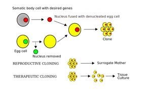 Cloning Diagram N2