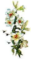 Day Lilies drawing
