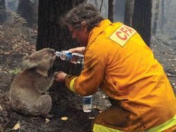 koala drinking water