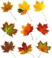 autumn maple leaves of different colors