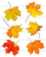 Fall Maple Leaves Border