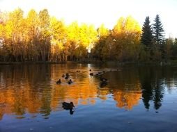 Autumn Duck Pond Ducks Reflection