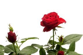 Red Rose Border drawing