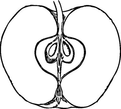 Cut Apple Clip Art Black And White
