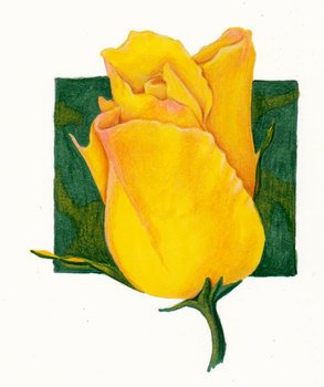 Yellow Rose Drawing