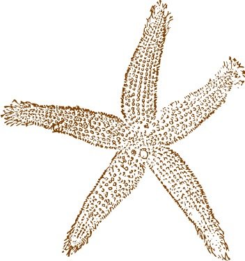 Starfish Clip Art N80