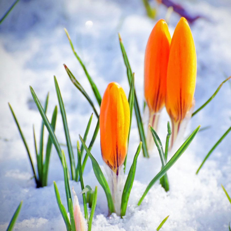 Yellow Crocus In Snow Early Spring