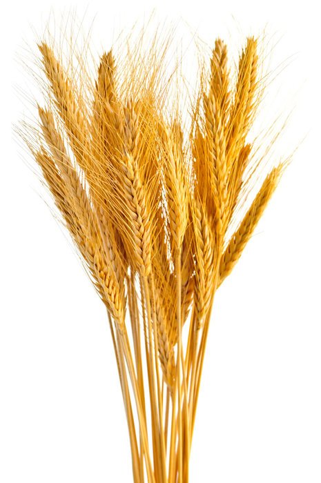 wheat bundle as a picture for clipart