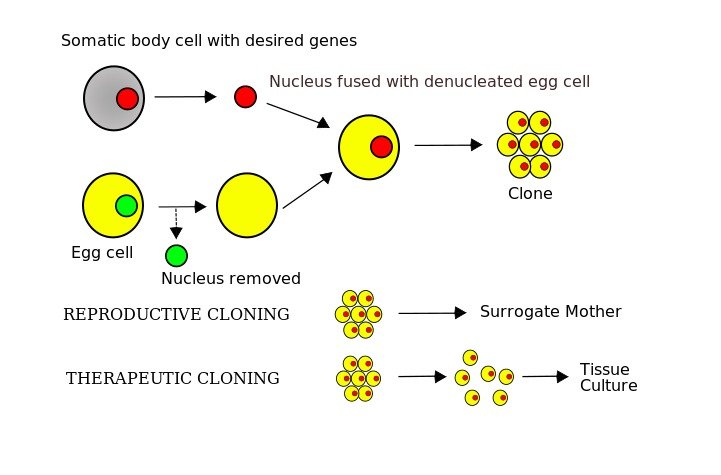 Cloning Diagram N2