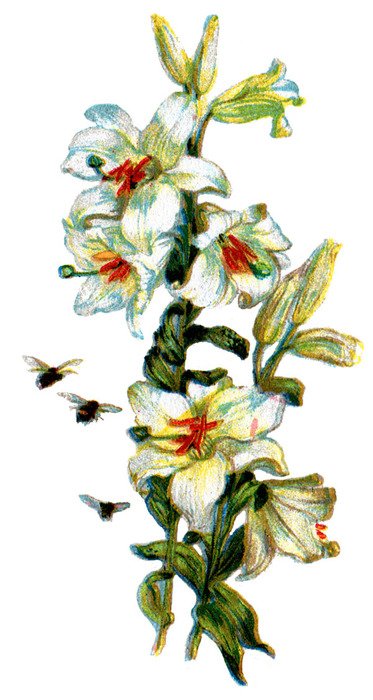 Day Lilies drawing
