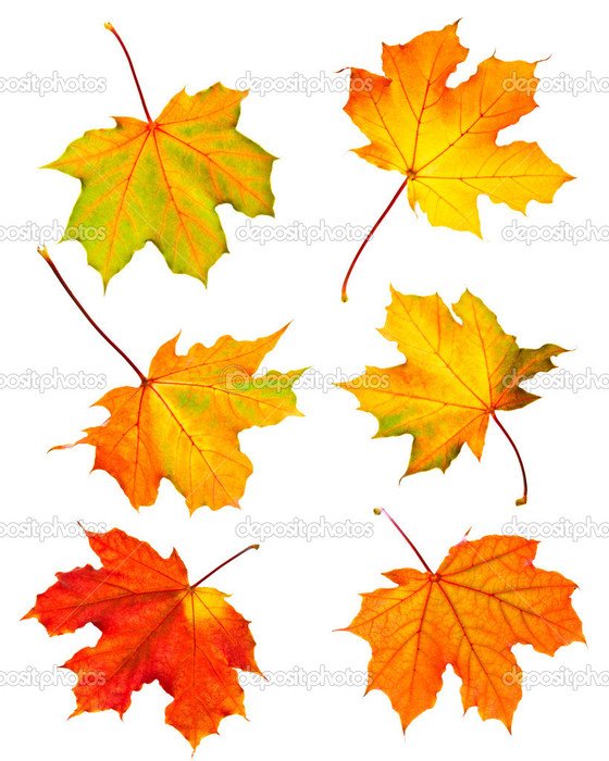 Fall Maple Leaves Border