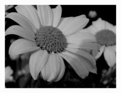 black and white photo of delicate daisies