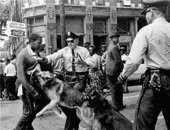 Movement Police Dogs