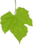 Grape Vine Clip Art N39