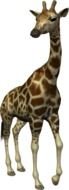 long necked giraffe on a white background