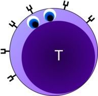 T Cell Clip Art N2