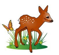 Fawn Clip Art N11