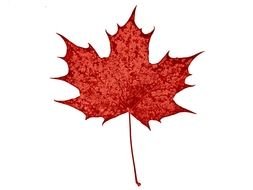 red Leaf of Canadian Maple