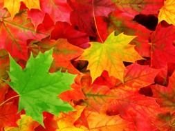 bright autumn colored fallen leaves