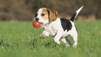 running dog with a red ball