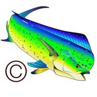 Dolphin Fish N2
