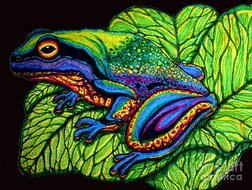 Rainbow Frog drawing