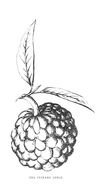 Apple Black And White drawing