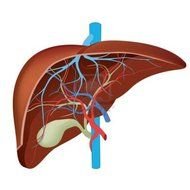 Structue of Liver clipart