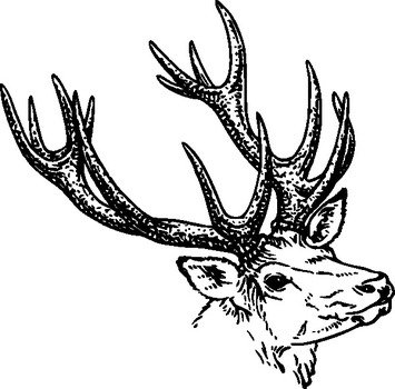 Cartoon Deer Head Clip Art N7 free image download