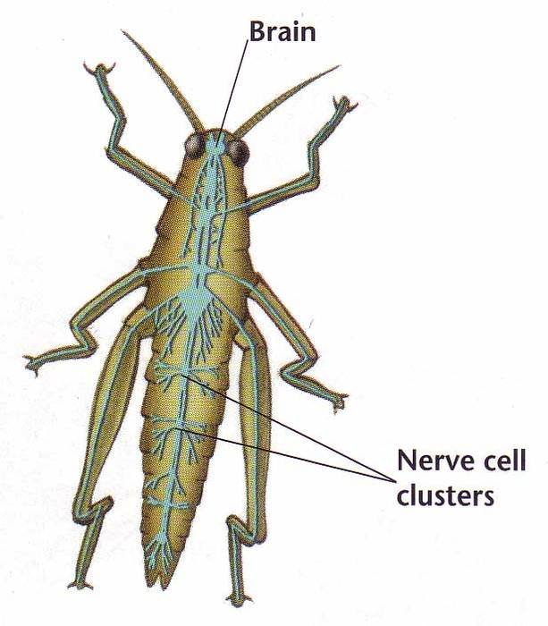 Invertebrate Nervous System Diagram