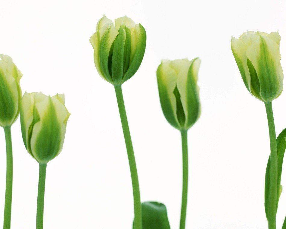 white green tulips