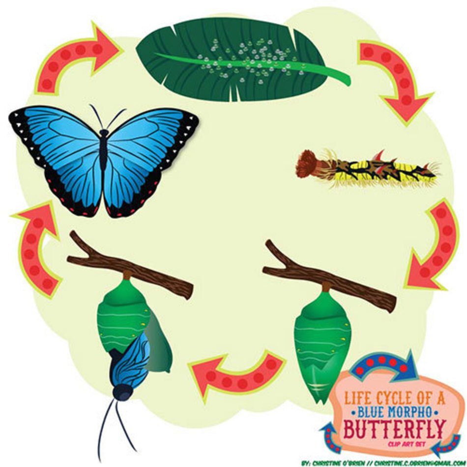 Blue Morpho Butterfly Life Cycle